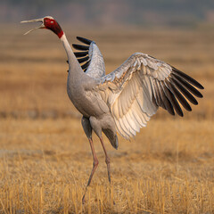 Fototapeta premium Sarus Crane near Agra, Uttar Pradesh, India