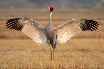 Fototapeta premium Sarus Crane near Agra, Uttar Pradesh, India