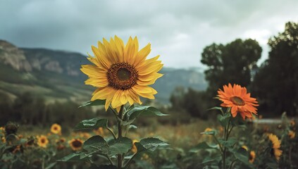 Two sunflowers in a field, with distant mountains under a cloudy sky