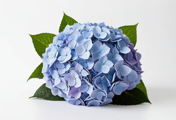 Blue hydrangea bouquet on white background, romantic flowers, botanical art, garden style