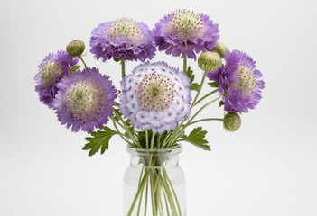 Purple scabiosa bouquet on white background, botanical art, cottage garden style