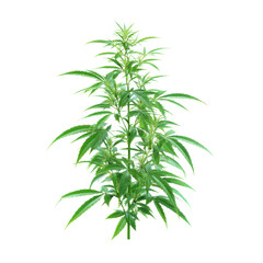Fototapeta premium Vibrant green cannabis plant with serrated leaves and developing buds marijuana, Isolated On White, Png Transparent, Cut Out