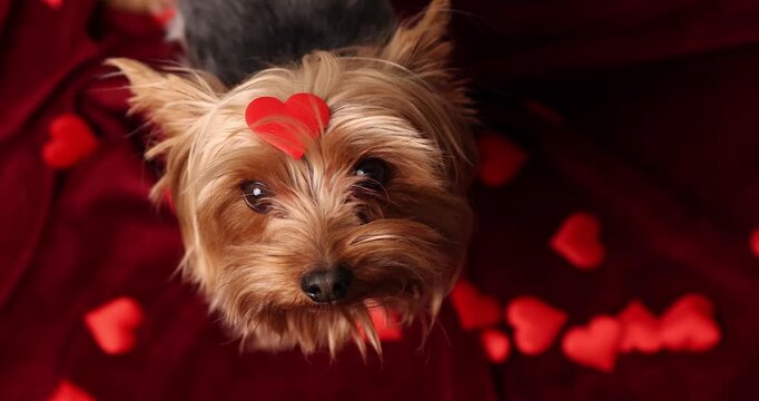 Small dogs enjoy Valentine's Day with red heart decorations scattered around them. Their playful moments showcase love and joy in a cozy setting. Perfect for pet lovers celebrating love