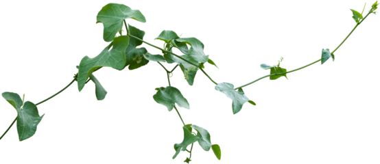 Vine plant, Branch creeper leaf green, Liana tropical nature.