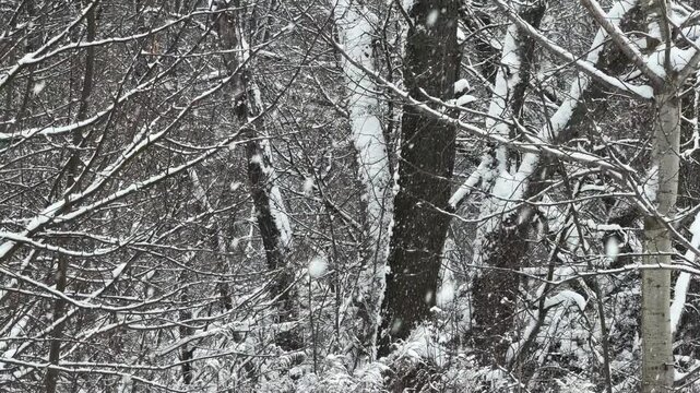 Winter day in a forest. Snow flakes