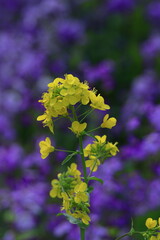 春を彩る黄色の妖精