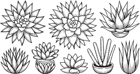 Set of succulent plant illustrations in sketch style for decoration
