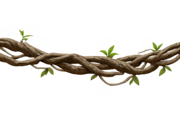 Jungle liana vines hanging with green leaves, tropical forest plant element on transparent background