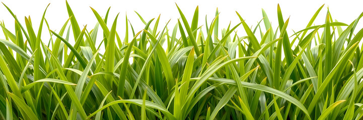 Obraz premium Vibrant green grass on white background