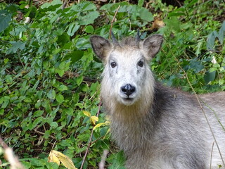 ニホンカモシカ
