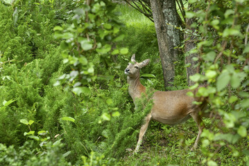임신한 암컷 노루