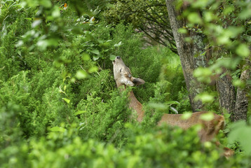 암컷 노루 © kevin