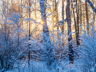 Tree branches in winter covered with snow and frost in snowfall. Frozen tree branches.