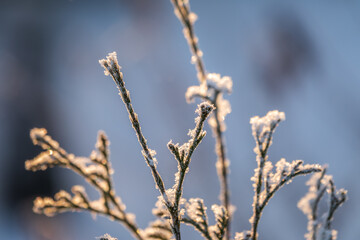 Tree branches in winter covered with snow and frost in snowfall. Frozen tree branches.