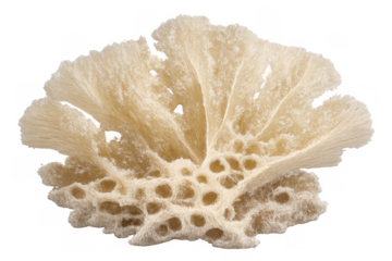 White coral structure creating an intricate underwater pattern, showcasing natural marine life texture and organic form on transparent background