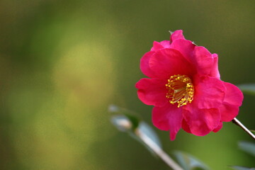 寒さの中で咲き誇る