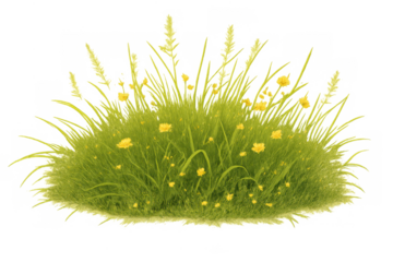 Wild grass patch with yellow flowers, creating a natural element for design, isolated on transparent background