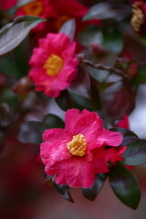 寒さの中で咲き誇る