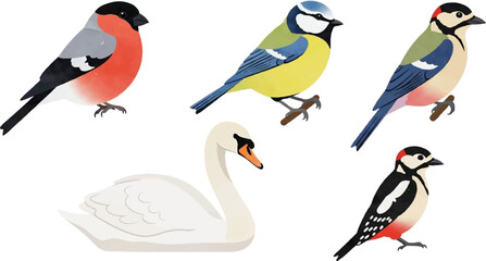 Watercolor style illustrations of common garden birds and a swan © Rere