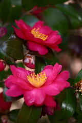 寒さの中で咲き誇る