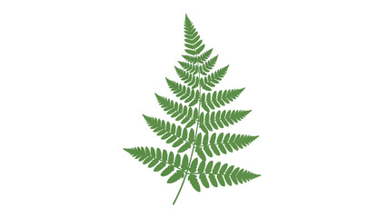 A single green fern frond is shown against a white background