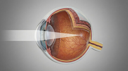 Anatomy of the Human Eye Illustration