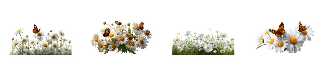 Obraz premium Vibrant white daisies with colorful butterflies evoke the essence of spring and summer, ideal for natural themed seasonal projects and cheerful floral decorations.