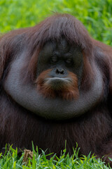 close up orangutan