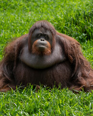 Orangutan expression in the zoo © Mirwan