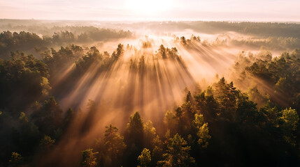Golden sun rays illuminating a misty forest at dawn