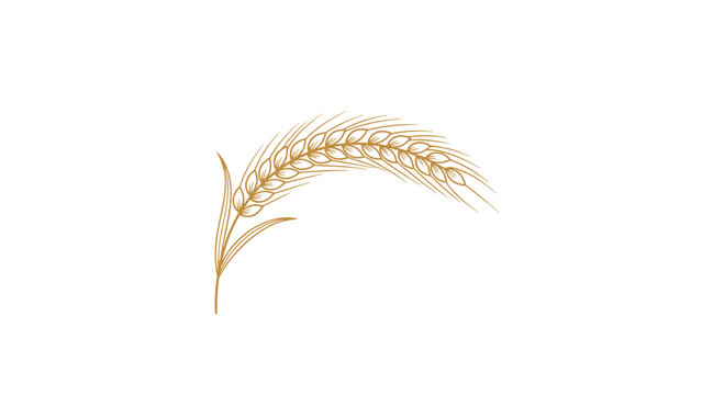 Detailed gold line drawing of a single curved ear of wheat stands elegantly on a clean white background.