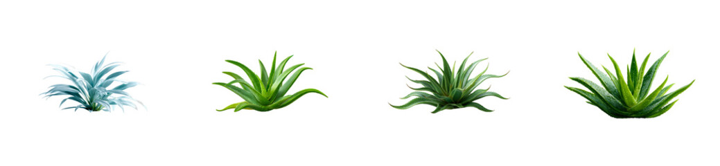 Fototapeta premium Variety of healthy succulent plants, including aloe vera with fresh water drops, representing natural beauty and wellness, suitable for botanical studies or organic product branding