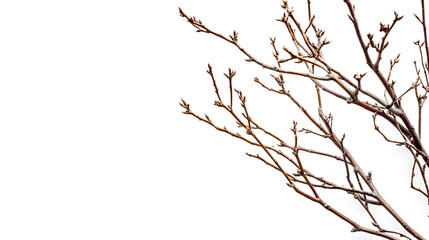 Fototapeta premium Branches with Buds Extending Against a White Background in Nature Photography