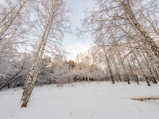Fototapeta premium Beautiful winter landscape. Trees in the snow in a clearing on a cold day.