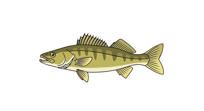 Detailed illustration of a freshwater game fish, showcasing its distinct olive green body with dark vertical bands and prominent spiny fins swimming