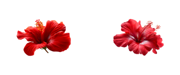Vibrant red hibiscus flowers with detailed petals and prominent stamens create an exotic focal point suitable for naturethemed promotions and floral branding