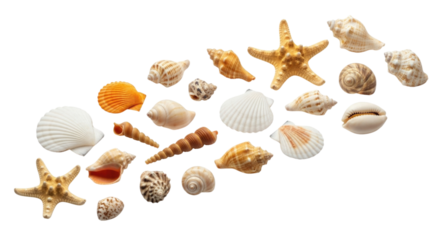 Assortment of seashells and starfish 3d transparent background cutout png