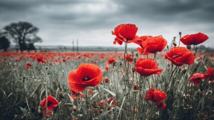 Obraz premium aerial view of a vibrant field filled with red poppies in full bloom