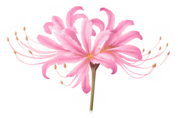 Pink spider lily flower blooming on transparent background, delicate petals and stamens creating a vibrant floral design element