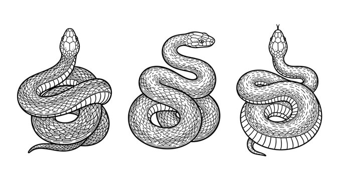 Intricate black and white snake illustrations with detailed patterns