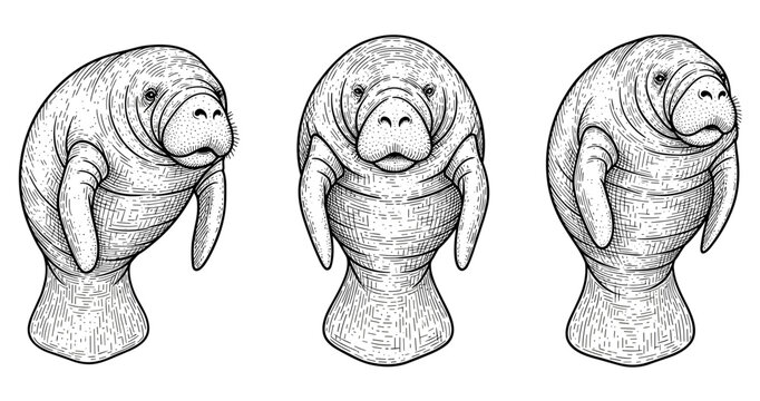 Intricate black and white manatee illustrations with detailed textures
