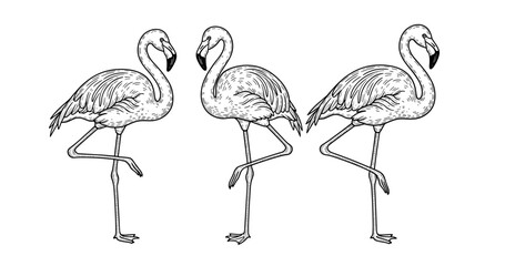 Obraz premium Line art of three flamingos standing in profile view