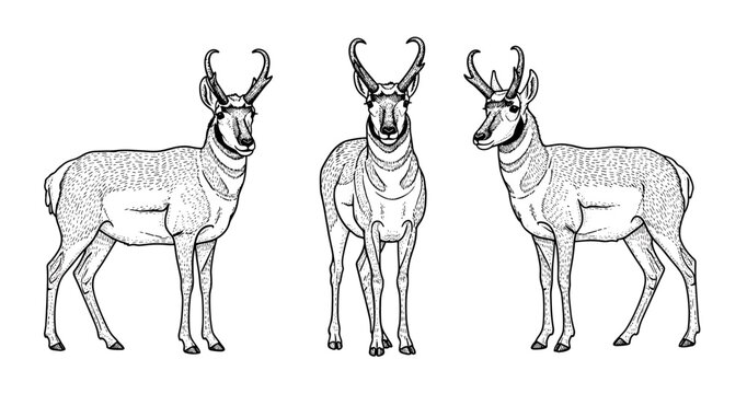 Detailed black and white illustrations of pronghorn antelopes in various poses