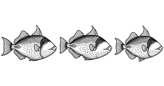 Three hand-drawn triggerfish illustrations in black and white