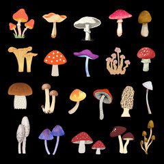 Types of mushroom