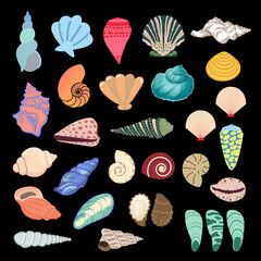 Various types of sea snails