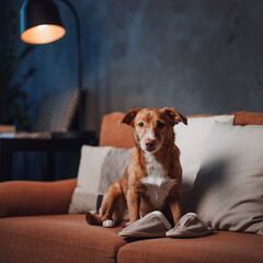 Dog Sitting on Couch with Owner's Slippers. Morning Wellness Routine with Pets. Dog sitting on a cozy sofa resting its head next to an pair of owner's slippers waiting for the person to get ready.
