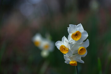 冬の寒さの中凛と咲く