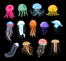Types of Jellyfish