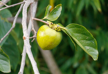 A green fruit hanging from a tree. The persimmon is hanging from a tree branch.